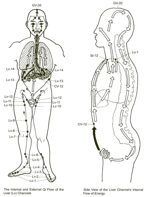 liver meridian 08 location